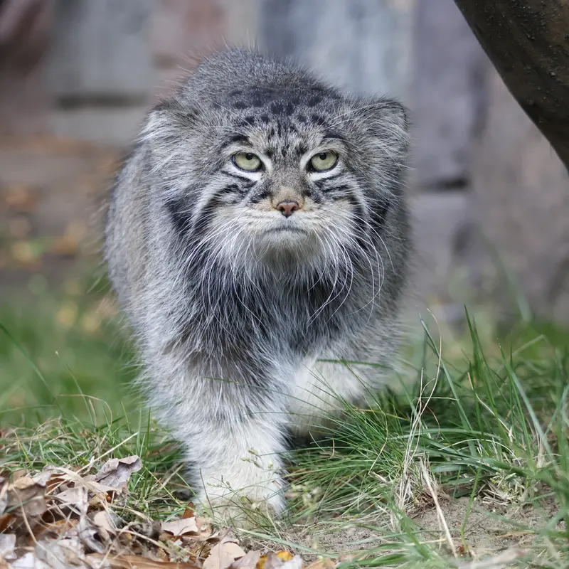 モスクワ動物園のティモフェイの写真