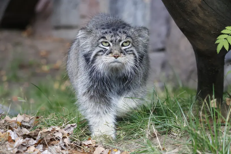 モスクワ動物園のティモフェイの写真