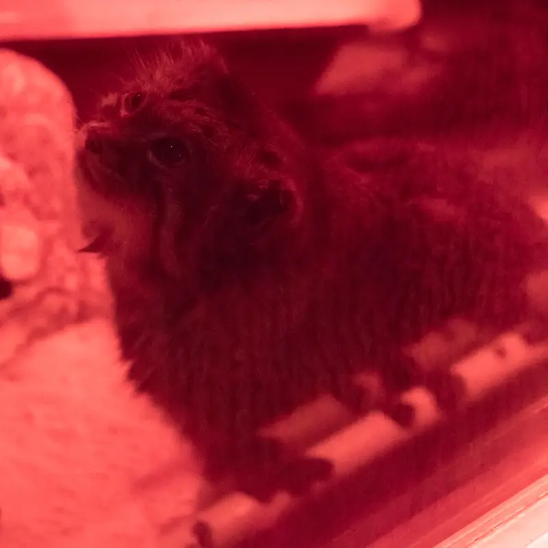 恩賜上野動物園のナイマの写真