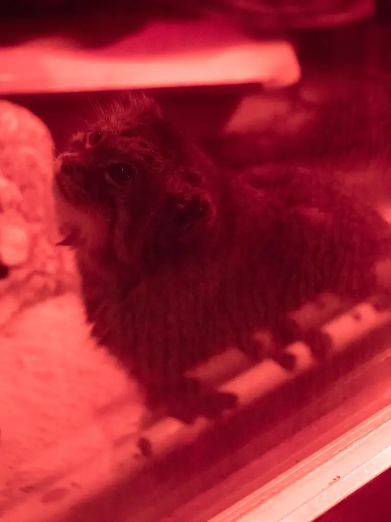 恩賜上野動物園のナイマの写真