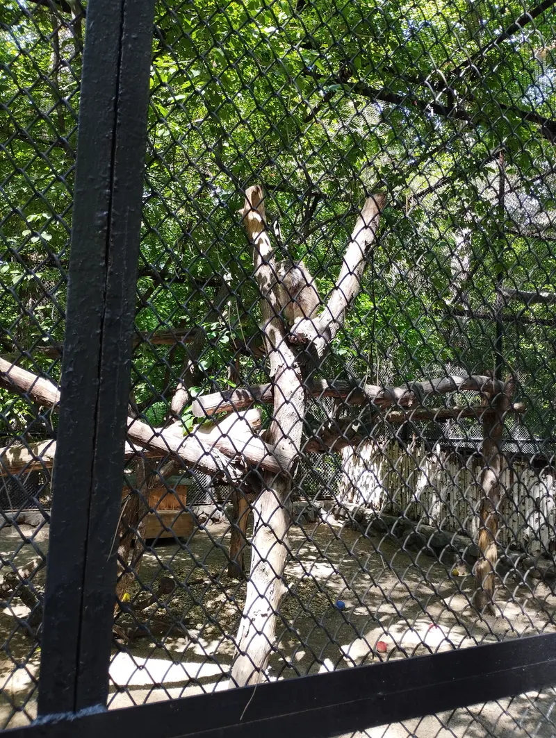 ノヴォシビルスク動物園のマヌルネコの写真