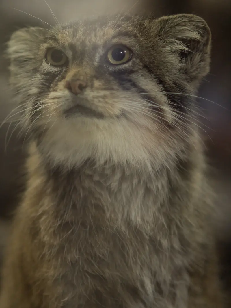 恩賜上野動物園のプリームラの写真