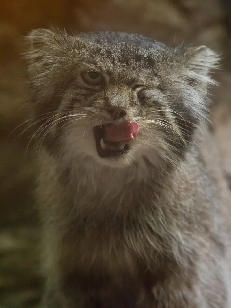 恩賜上野動物園のクリョンの写真