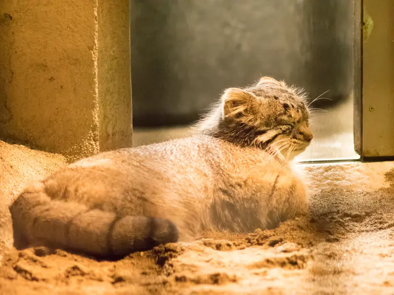野毛山動物園のフィーガの写真