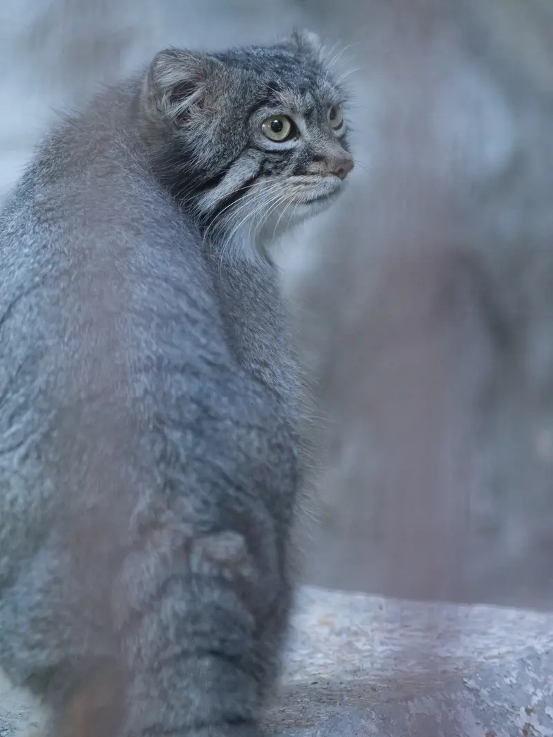 野毛山動物園のフィーガの写真