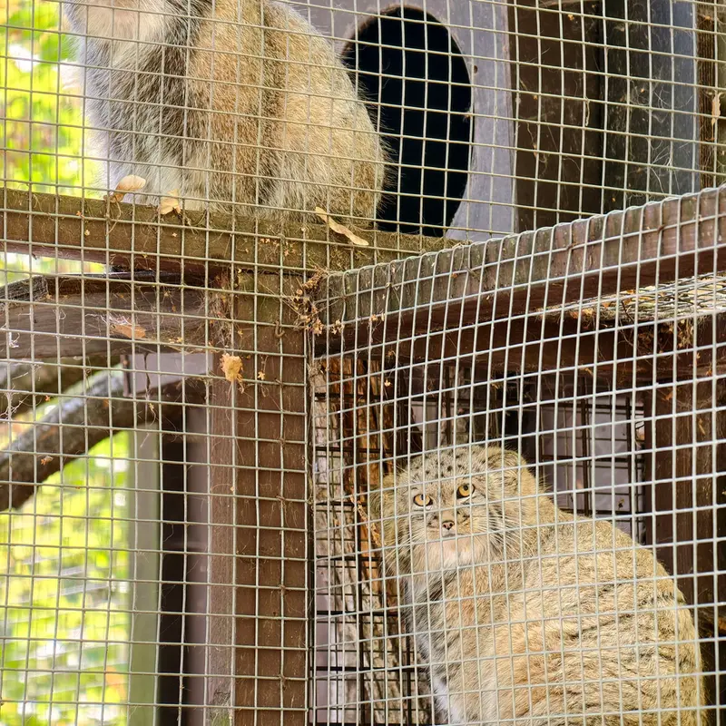 コシツェ動物園のアイセンとアラニの子（2026年生まれ）Ⅱの写真