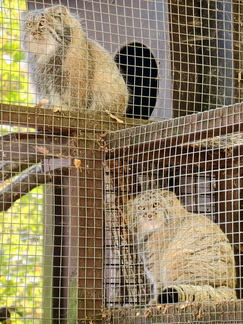 コシツェ動物園のアイセンとアラニの子（2026年生まれ）Ⅱの写真