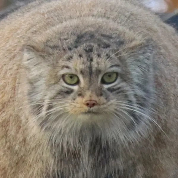 コルケアサーリ動物園のマヌルネコのミミ