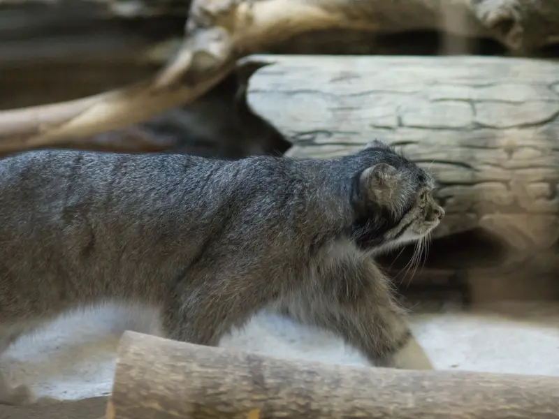 恩賜上野動物園のクリョンの写真