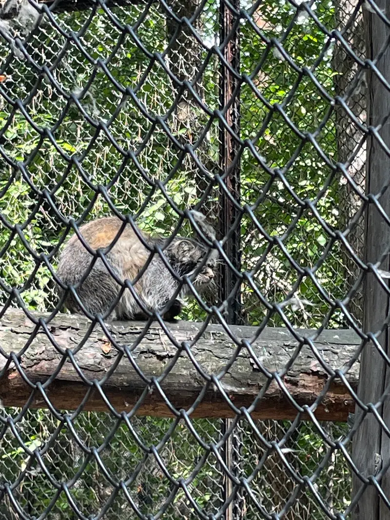 ノヴォシビルスク動物園のマヌルネコの写真