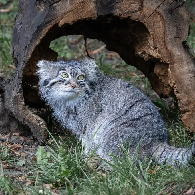 モスクワ動物園のティモフェイの写真
