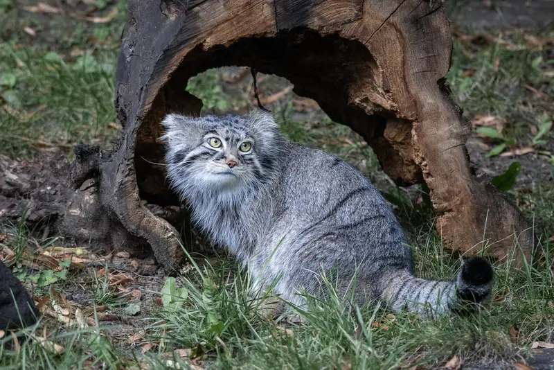 モスクワ動物園のティモフェイの写真