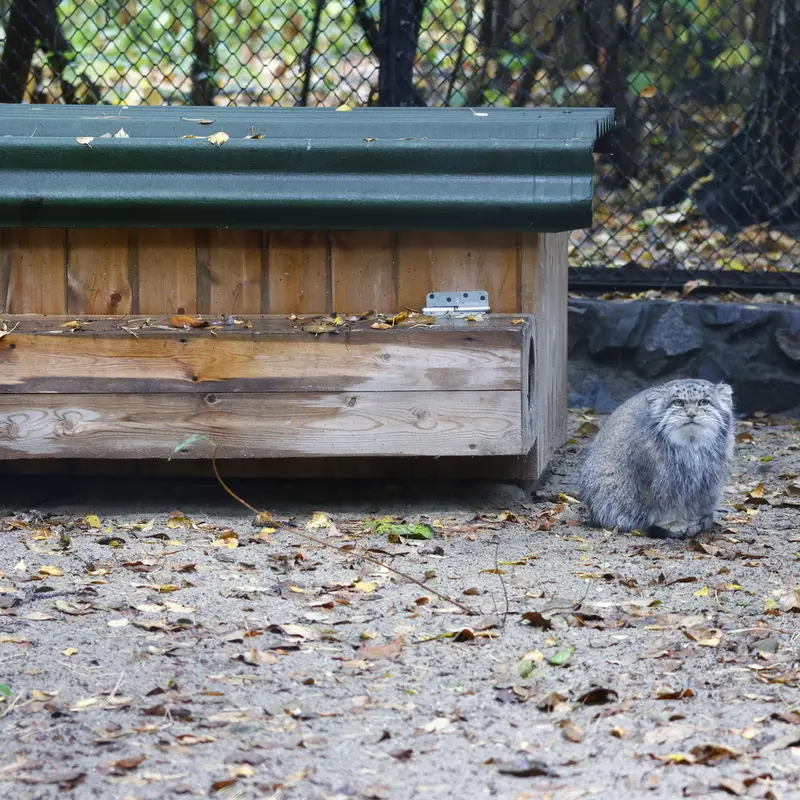 ノヴォシビルスク動物園のミアの写真