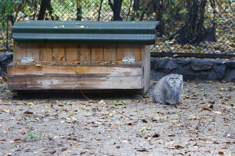 ノヴォシビルスク動物園のミアの写真