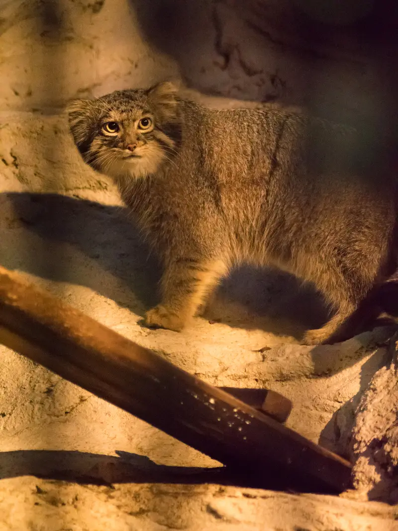 野毛山動物園のフィーガの写真