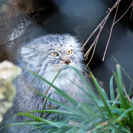 ヘラブルン動物園のスタブシの写真