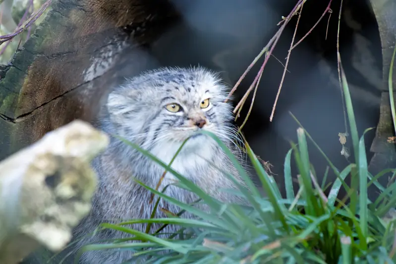ヘラブルン動物園のスタブシの写真
