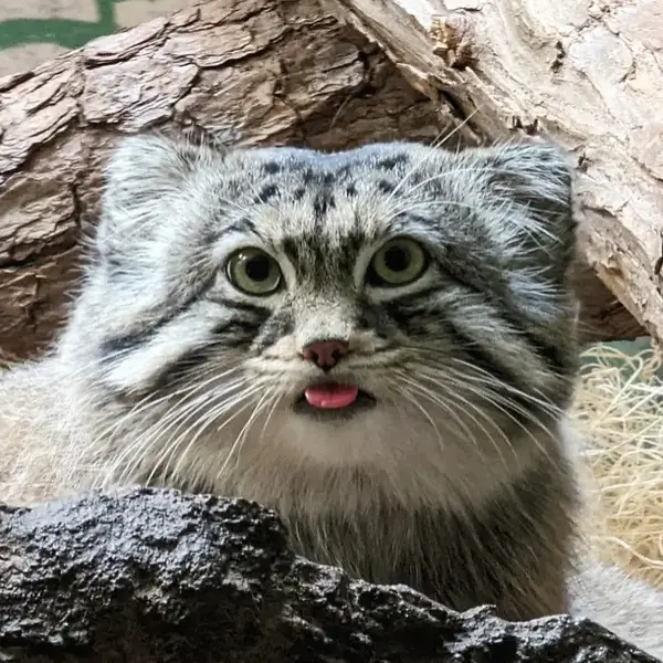 バーミングハム動物園のマヌルネコのバタール