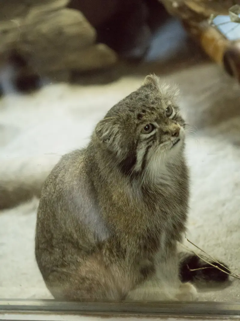 恩賜上野動物園のクリョンの写真