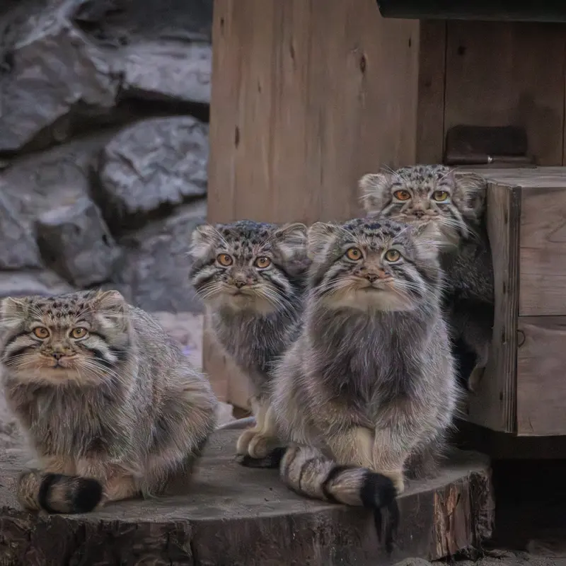 ノヴォシビルスク動物園のイヴの子（2026年生まれ）Ⅰ、イヴの子（2026年生まれ）Ⅴ、イヴの子（2026年生まれ）Ⅳとイヴの子（2026年生まれ）Ⅱの写真