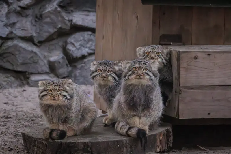 ノヴォシビルスク動物園のマヌルネコの写真