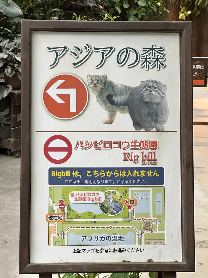 神戸どうぶつ王国のマヌルネコの写真