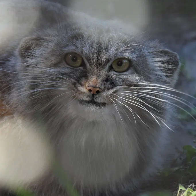 ブダペスト動物園＆植物園のルーシーの写真