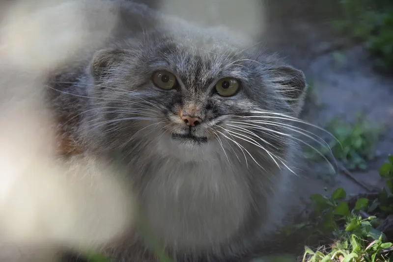ブダペスト動物園＆植物園のルーシーの写真