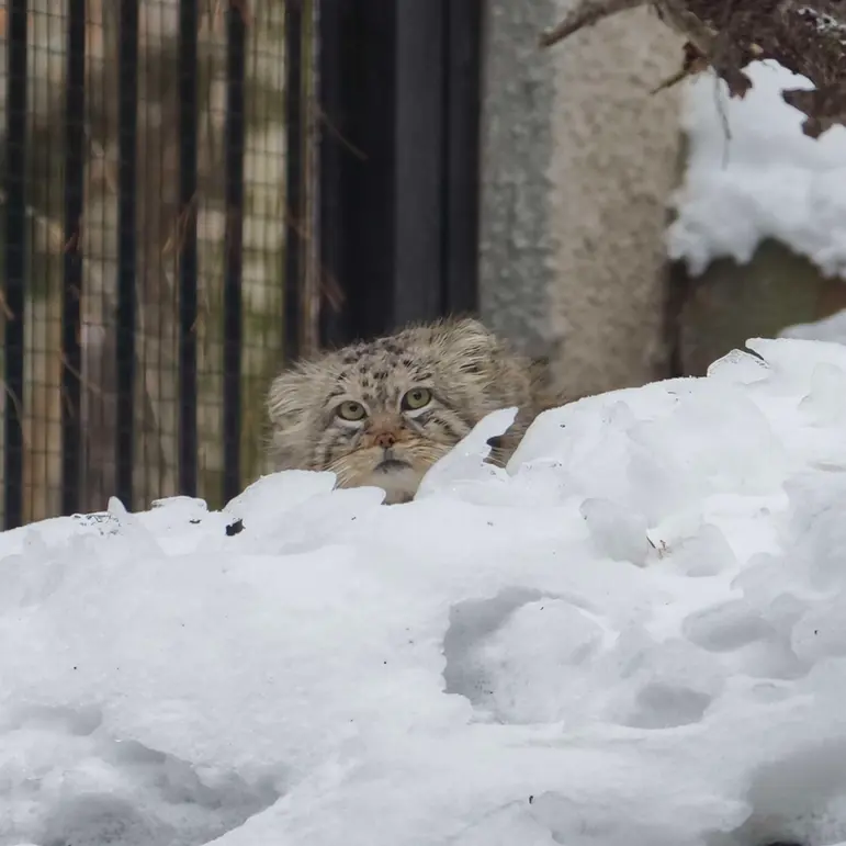 グダニスク動物園のマヌエルの写真