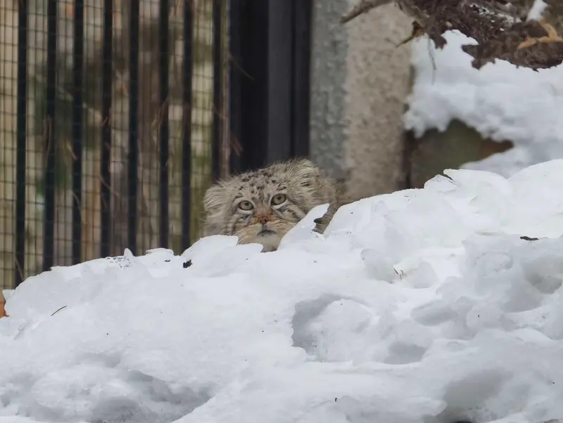 グダニスク動物園のマヌエルの写真