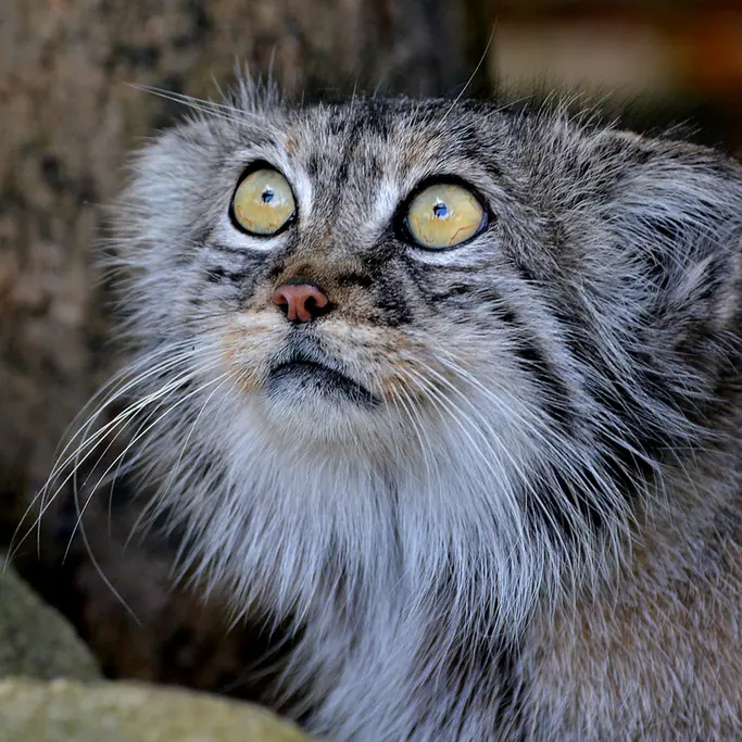ビッグ・キャット・サンクチュアリのトゥーラの写真