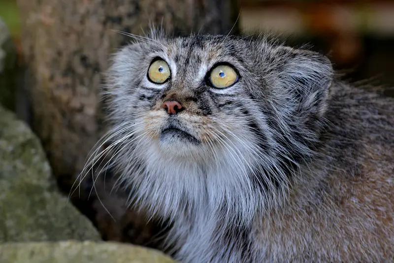 ビッグ・キャット・サンクチュアリのトゥーラの写真