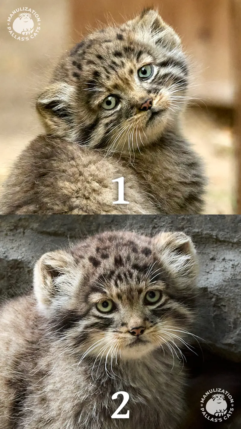 ノヴォシビルスク動物園のロロの娘 b.2026 Ⅰとロロの息子 b.2026 Ⅱの写真