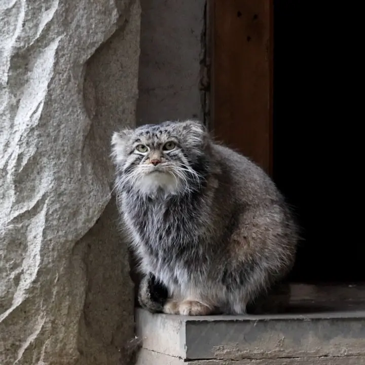 モスクワ動物園のティモフェイの写真