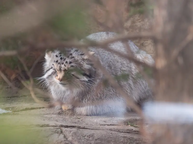 那須どうぶつ王国のナゴムの写真