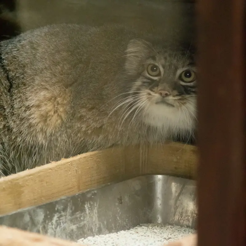 恩賜上野動物園のサフランの写真