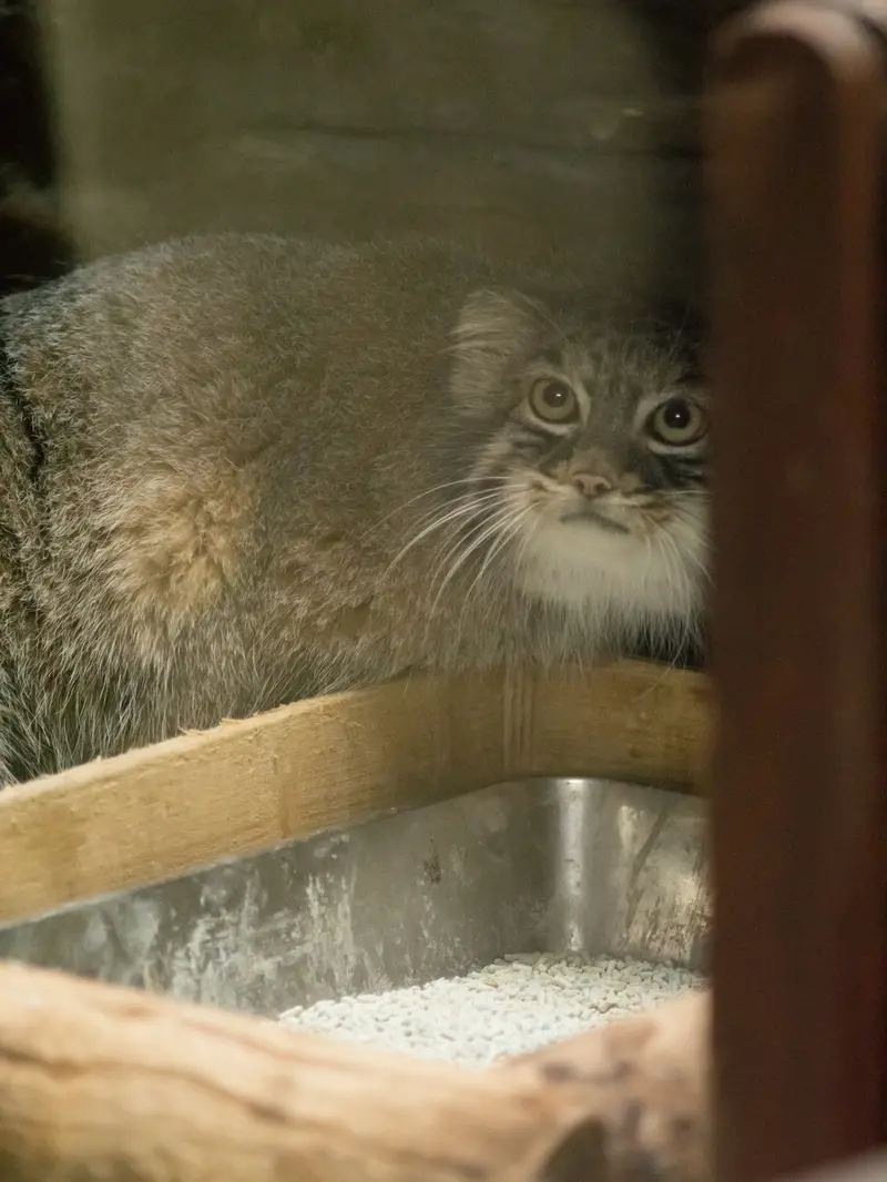 恩賜上野動物園のサフランの写真