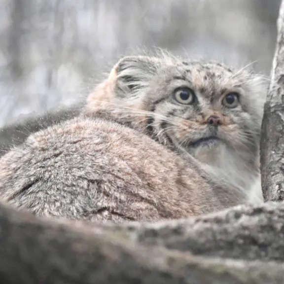 ザールブリュッケン動物園のカルプソの写真
