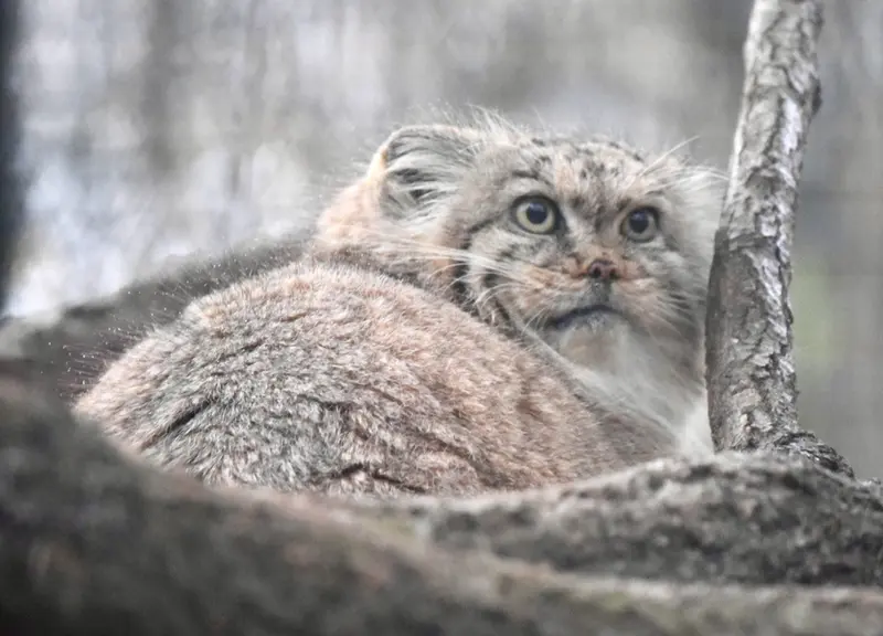 ザールブリュッケン動物園のカルプソの写真