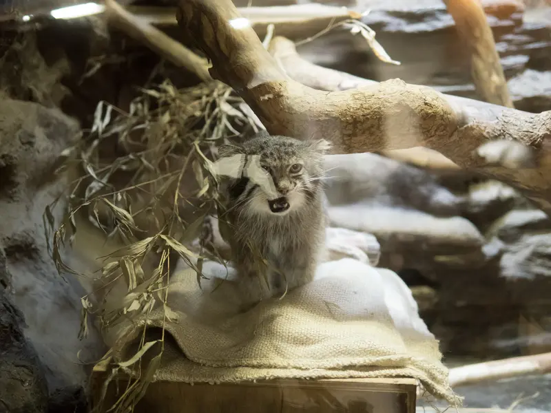 恩賜上野動物園のクリョンの写真