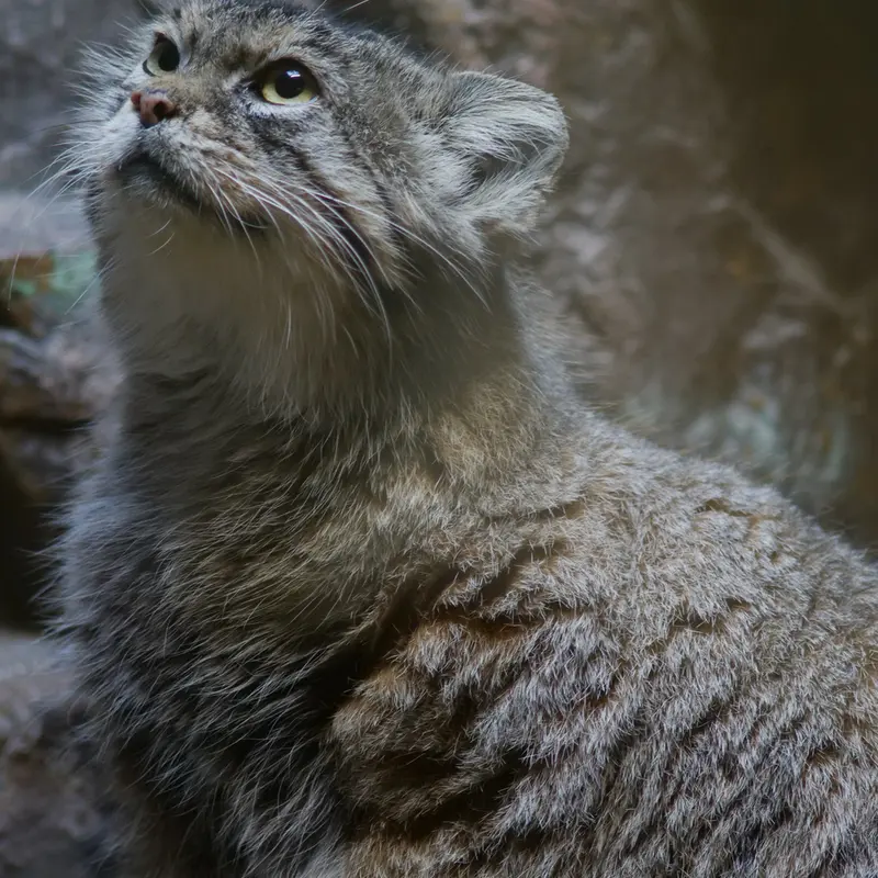 恩賜上野動物園のプリームラの写真
