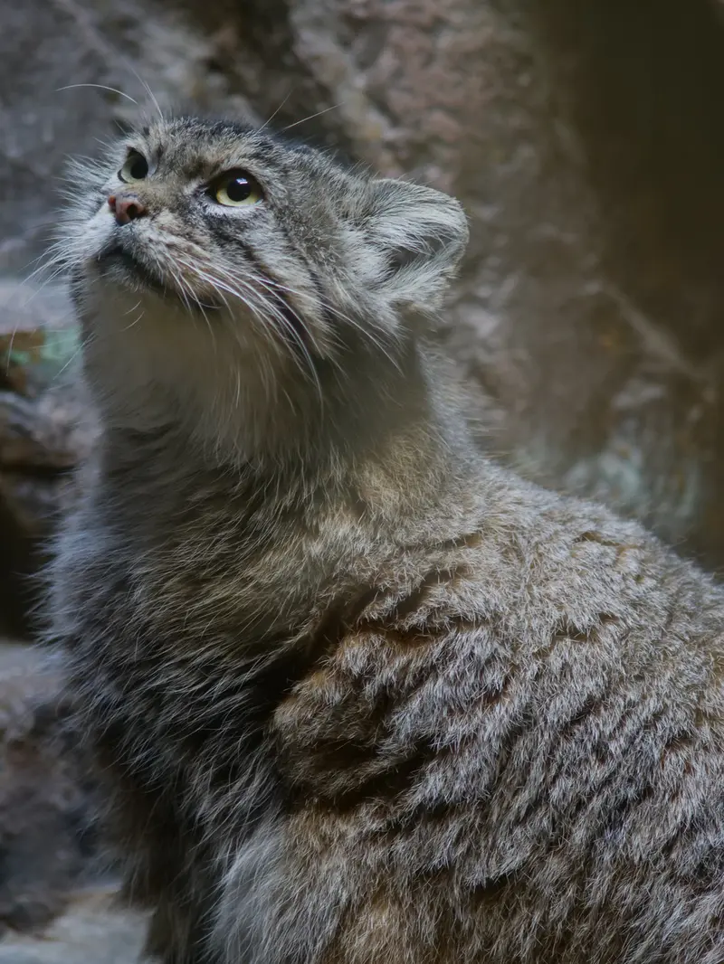 恩賜上野動物園のプリームラの写真