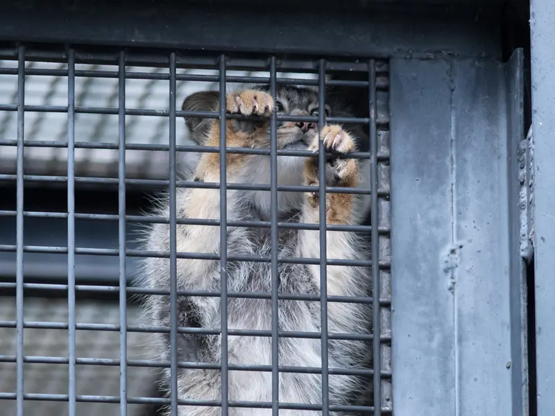 旭山動物園のヒデの写真