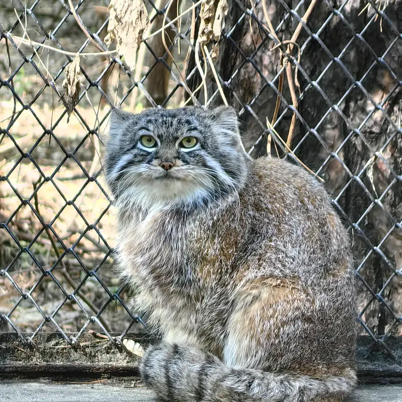 ノヴォシビルスク動物園のルフの写真