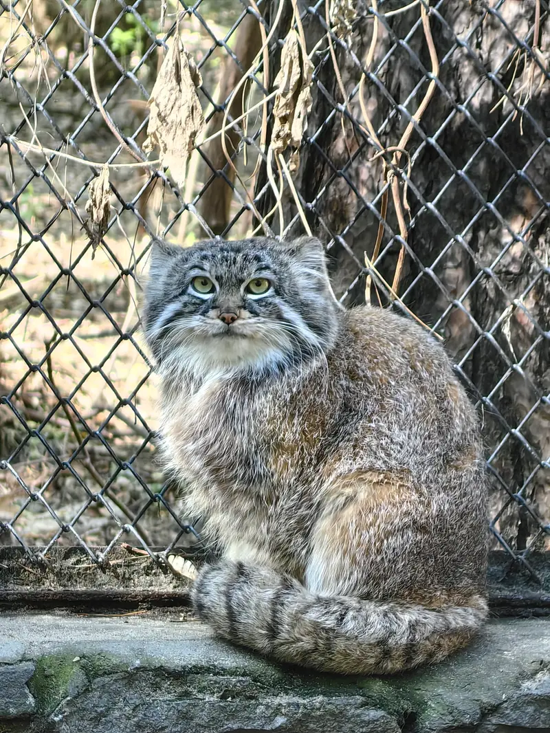 ノヴォシビルスク動物園のルフの写真