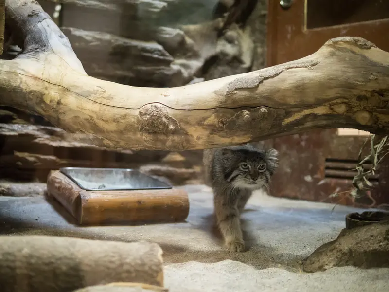 恩賜上野動物園のクリョンの写真