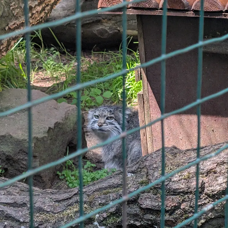 ホムトフ動物園のマヌルネコの写真