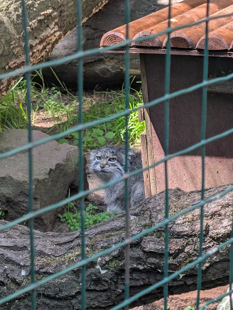ホムトフ動物園のマヌルネコの写真