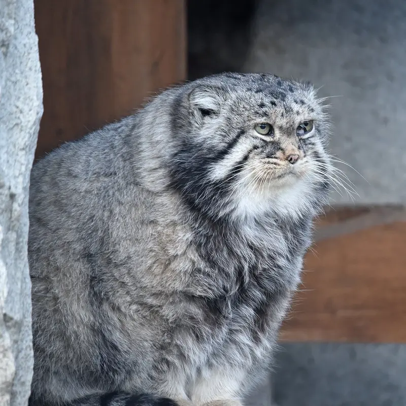 モスクワ動物園のヴァディムの写真