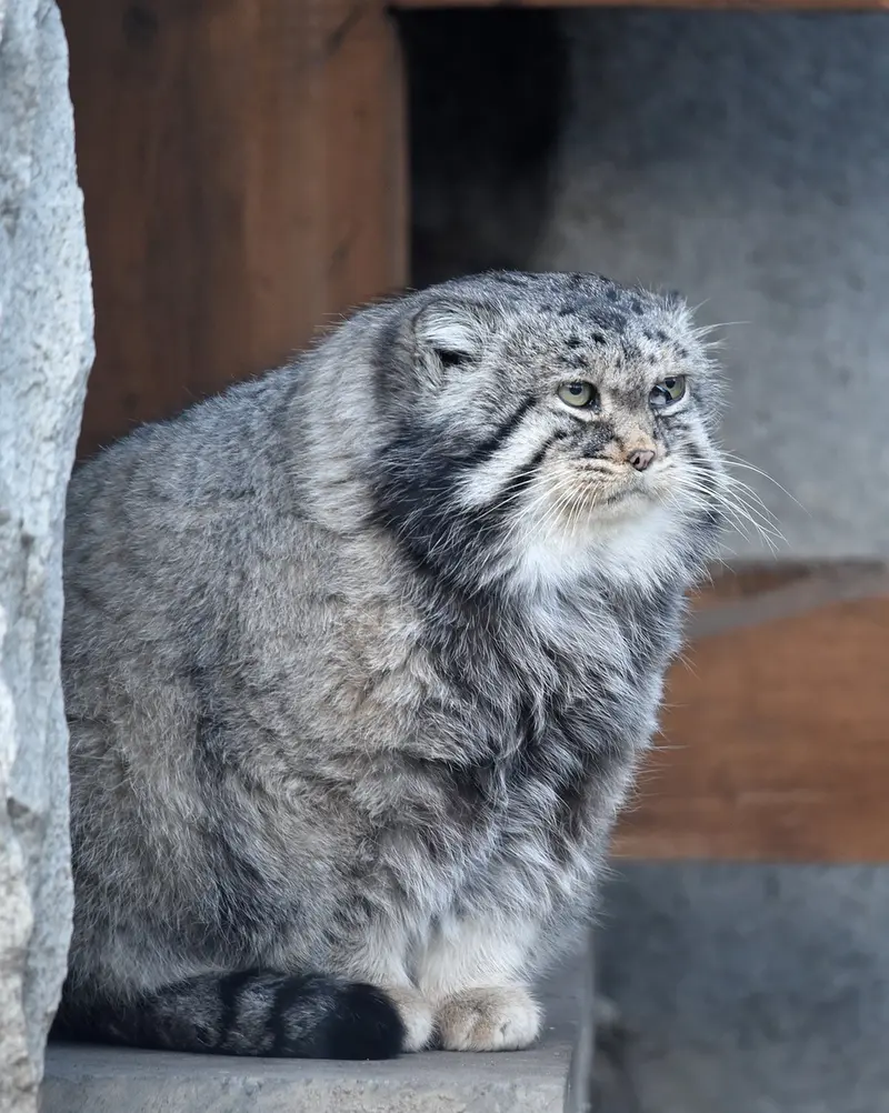 モスクワ動物園のヴァディムの写真